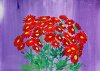 Rote Chrysanthemen