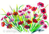 Feierlicher Mohn